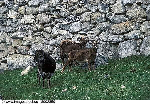 Soayschaf  Soayschafe  reinrassig  Haustiere  Huftiere  Nutztiere  Paarhufer  Säugetiere  Tiere  Hausschafe  Soay Sheep on Hirta  St Kilda