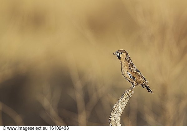 Sociable Weaver (Philetairus socius) - Male  perching in the vicinity of its nest. Kalahari Desert  Kgalagadi Transfrontier Park  South Africa.