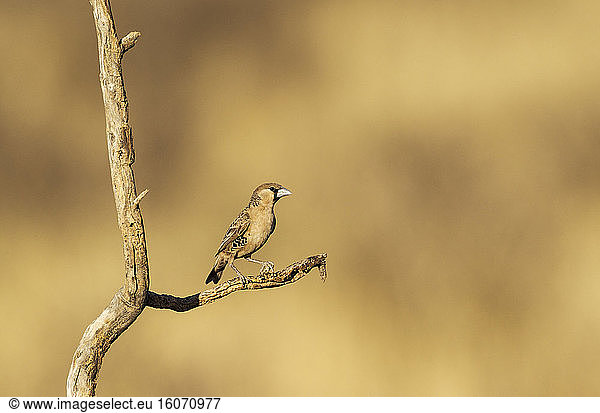 Sociable Weaver (Philetairus socius). Perching in the vicinity of its nest. Kalahari Desert  Kgalagadi Transfrontier Park  South Africa.