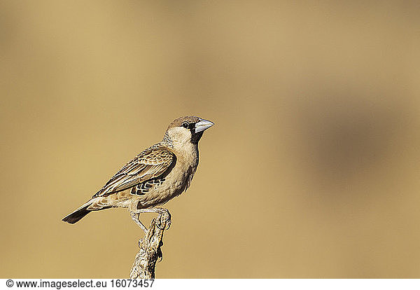 Sociable Weaver (Philetairus socius). Perching in the vicinity of its nest. Kalahari Desert  Kgalagadi Transfrontier Park  South Africa.
