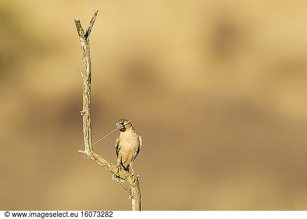 Sociable Weaver (Philetairus socius). Perching in the vicinity of its nest. The blade of grass will be used to keep extending the nest. Kalahari Desert  Kgalagadi Transfrontier Park  South Africa.