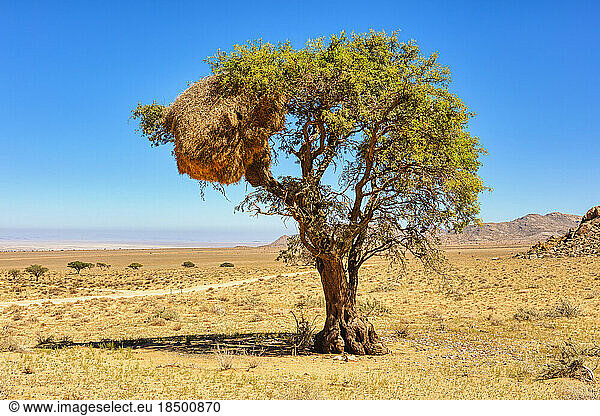 Social Weaver nest in a tree canopy  Aus  Namibia  Africa