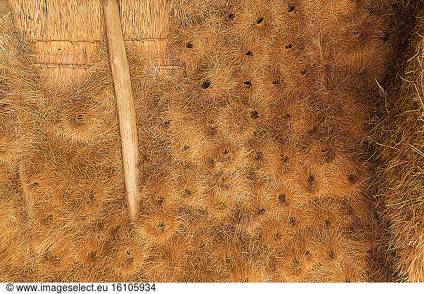Social-weaver (Philetairus socius)  collective nest gathering hundreds of birds inside a house  Kalahari Desert  South Africa
