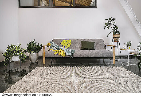 Sofa and potted plants against white wall in loft apartment