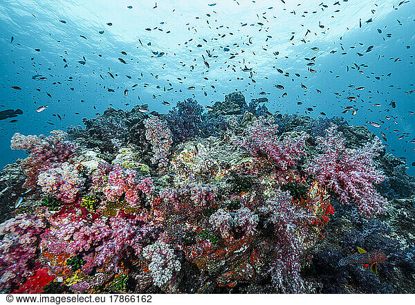 soft coral in the tropical waters at the Andaman Sea in Thailand