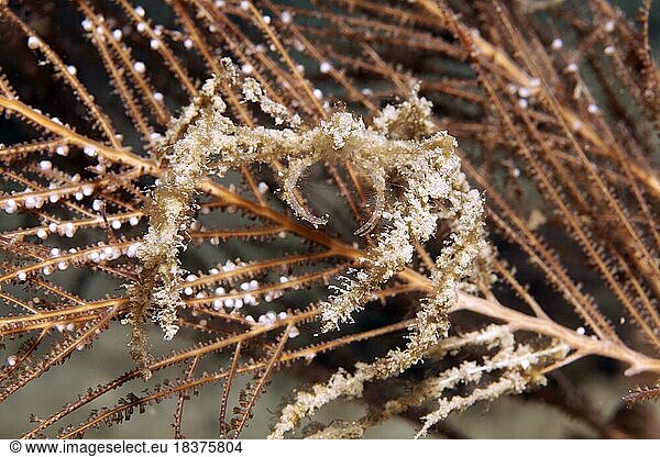 Soft coral sea spider (Achaeus spinosus)  on hydrozoan (Hydrozoa)  Lake Sawu  Pacific Ocean  Komodo National Park  Lesser Sunda Islands  East Nusa Tenggara Province  Komodo Island  Indonesia  Asia