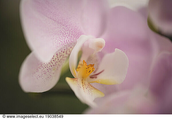 Soft Orchid
