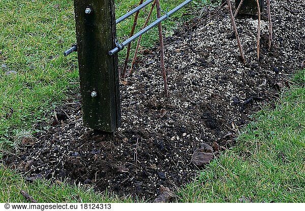 Soil preparation for plants( Rubus idaeus)   fertilization