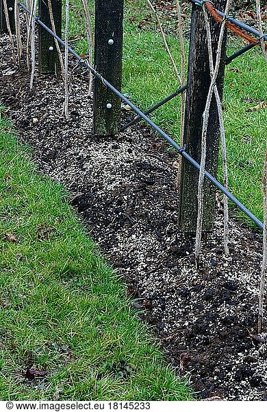 Soil preparation for plants( Rubus idaeus)   fertilization