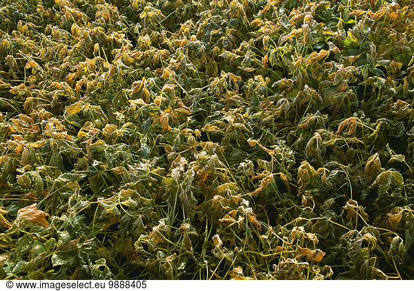 Sojabohne Vereinigte Staaten von Amerika USA Nutzpflanze Vernichtung Frost Ohio