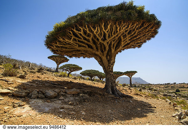 Sokotra Drachenbäume oder Drachenblutbäume (Dracaena cinnabari),  Schutzgebiet Homhil,  Insel Sokotra,  Jemen,  Asien