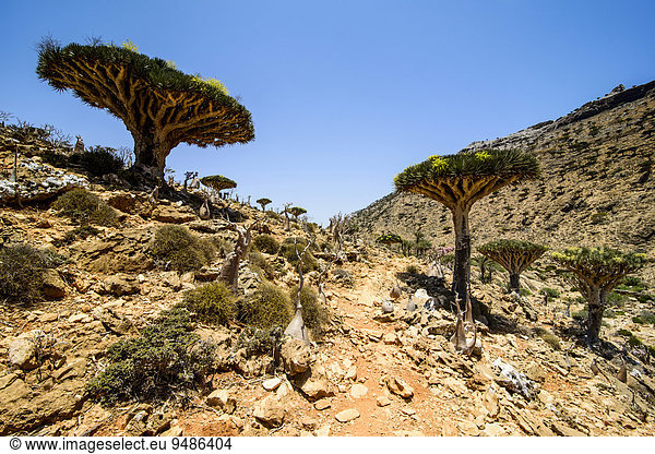 Sokotra Drachenbäume oder Drachenblutbäume (Dracaena cinnabari) Schutzgebiet Homhil Insel Sokotra Jemen Asien