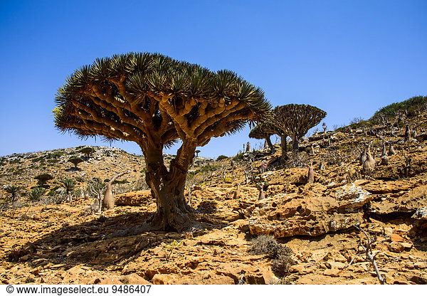 Sokotra Drachenbäume oder Drachenblutbäume (Dracaena cinnabari)  Schutzgebiet Homhil  Insel Sokotra  Jemen  Asien