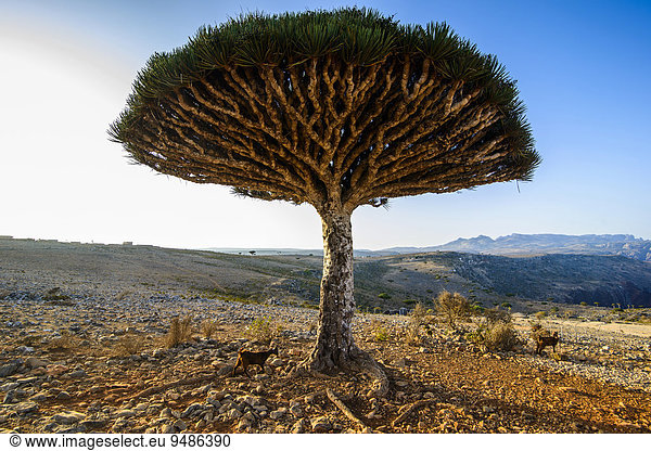 Sokotra-Drachenbaum auch Drachenblutbaum (Dracaena cinnabari),  Dixsam Plateau,  Sokotra,  Jemen,  Asien