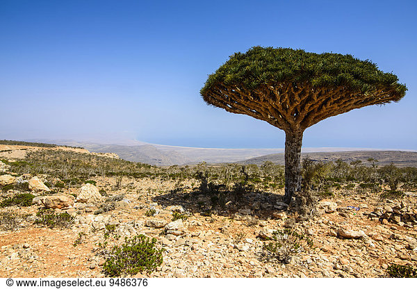 Sokotra-Drachenbaum auch Drachenblutbaum (Dracaena cinnabari) Dixsam Plateau Sokotra Jemen Asien