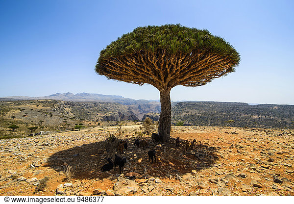 Sokotra-Drachenbaum auch Drachenblutbaum (Dracaena cinnabari)  Dixsam Plateau  Sokotra  Jemen  Asien