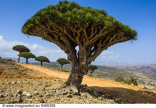 Sokotra-Drachenbaum auch Drachenblutbaum (Dracaena cinnabari)  Dixsam Plateau  Sokotra  Jemen  Asien
