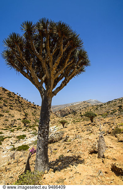 Sokotra Drachenbaum oder Drachenblutbaum (Dracaena cinnabari), Schutzgebiet Homhil, Insel Sokotra, Jemen, Asien