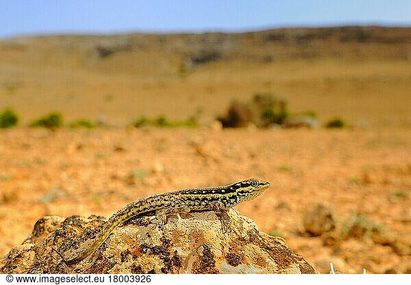 Sokotra-Felsgecko (Pristurus sokotranus) adult  auf Fels ruhend im Wüstenhabitat  Sokotra  Jemen  Marsch  Asien