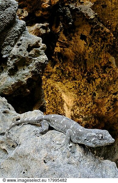 Sokotra-Riesengecko  Sokotra-Riesengeckos  Andere Tiere  Gecko  Reptilien  Tiere  Socotra Giant Gecko (Haemodracon riebeckii) adult  on rocks at cave entrance  Socotra  Yemen