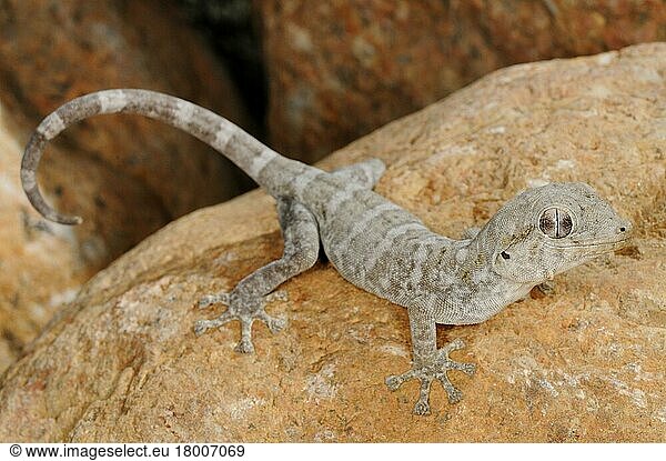 Sokotra-Riesengecko  Sokotra-Riesengeckos  Andere Tiere  Gecko  Reptilien  Tiere  Socotra Giant Gecko (Haemodracon riebeckii) adult  resting on rock  Socotra  Yemen  march