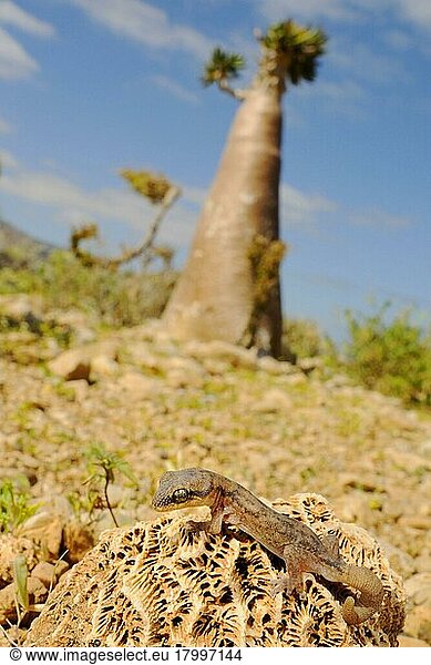 Sokotran Gecko (Haemodracon trachyrhinus) adult  in Habitat mit Wüstenrose (Adenium obesum) im Hintergrund  Sokotra  Jemen  Asien