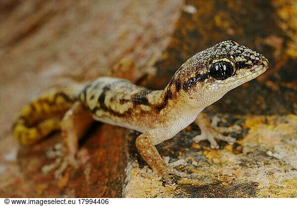 Sokotran Gecko (Haemodracon trachyrhinus) erwachsen  stehend auf Fels  Sokotra  Jemen  Marsch  Asien