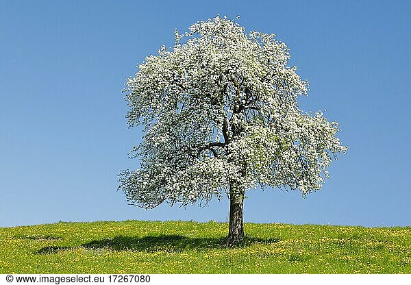 Solitärbaum,  bühender Birnbaum im Frühling in blühender Wiese,  Zürcher Oberland,  Schweiz,  Europa