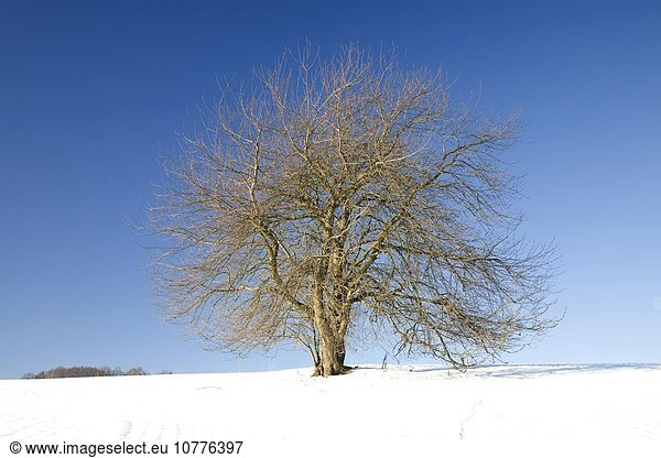 Solitärbaum  Alte Wildkirsche im Winter (Prunus avium)  Sachsen  Deutschland  Europa