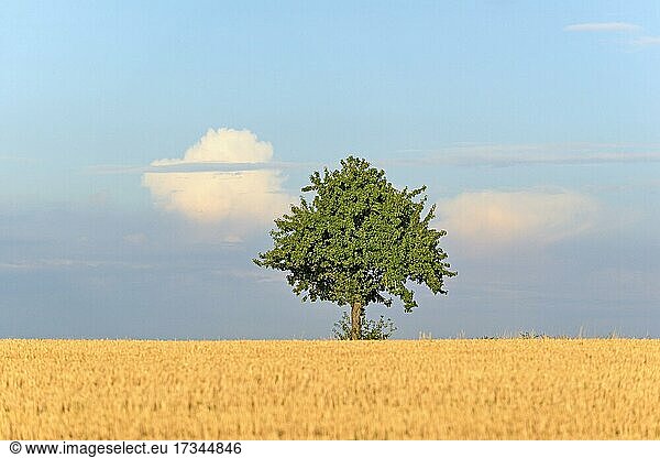 Solitärbaum  Apfelbaum (Malus) am Stoppelfeld  blauer Wolkenhimmel  Nordrhein-Westfalen  Deutschland  Europa