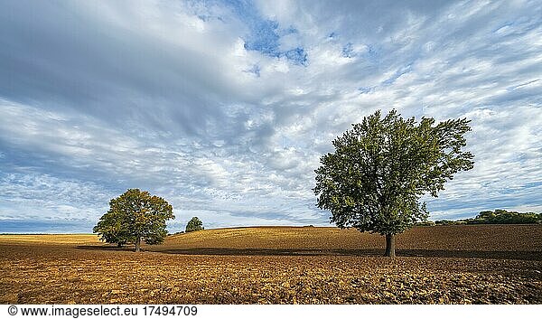 Solitäre Eichen auf gepflügtem Feld im Herbst  Burgenlandkreis  Sachsen-Anhalt  Deutschland  Europa