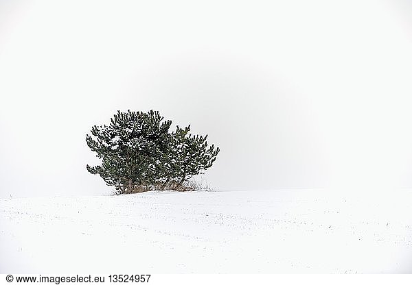 Solitary stunted Mountain Pine or Mugo Pine (Pinus mugo) in winter