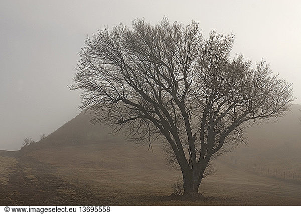 Solitary tree on a foggy Oklahoma morning.