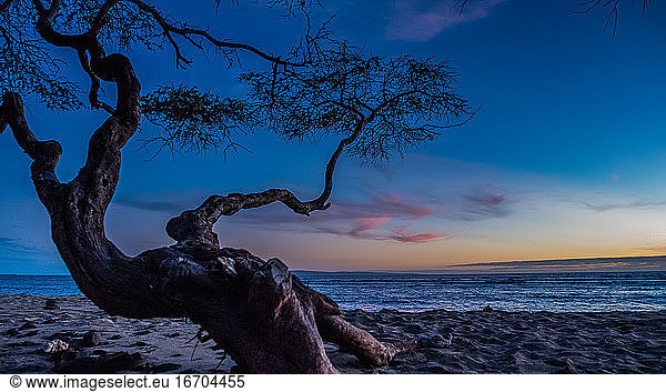 Solitary Tree on Beach during Sunset in Maui  Hawaii  USA