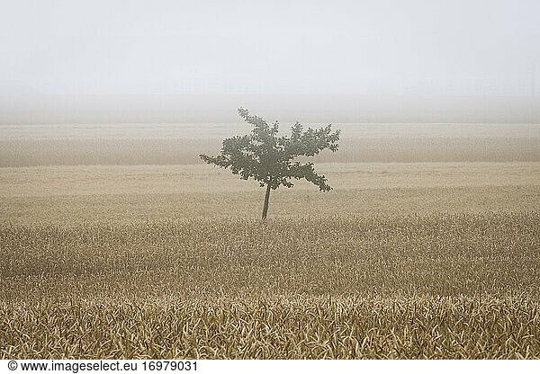 Solitary tree on field in fog near Kyjov  Hodonin District  South Moravian Region  Czech Republic