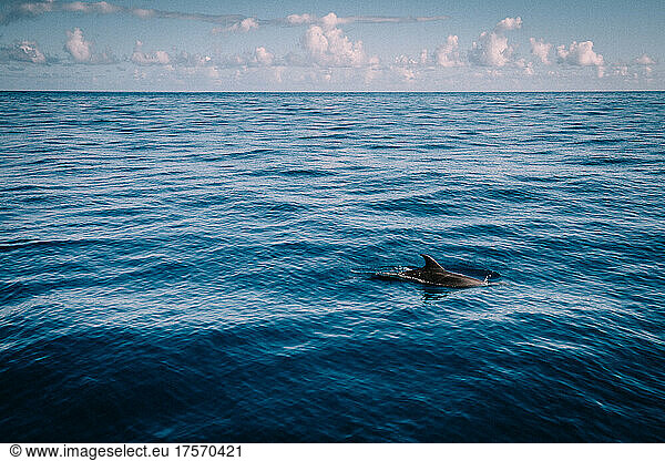 Solo Spinner Dolphin Fin Surfaces in the vast Blue Ocean