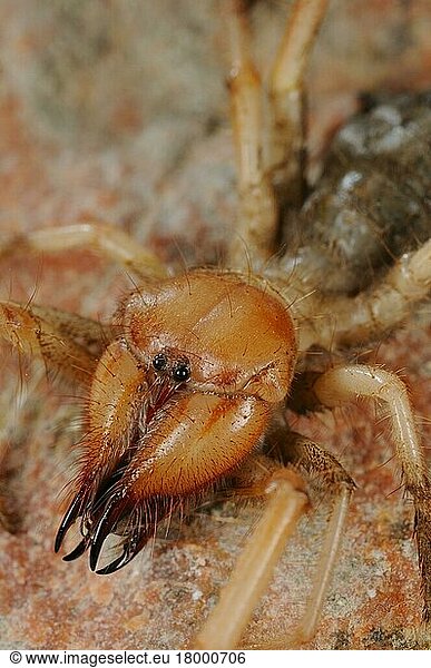 Solpugida  Andere Tiere  Spinnen  Spinnentiere  Tiere  Sun-spider (Solifugae sp.) adult  close-up of head  Abd el Kuri Island  Socotra Archipelago  Yemen  april