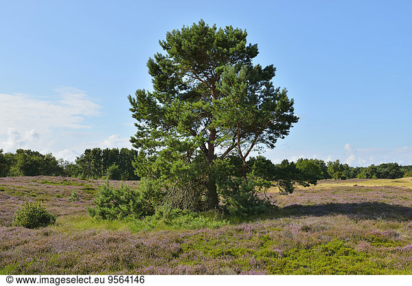 Sommer Baum Insel Kiefer Pinus sylvestris Kiefern Föhren Pinie Düne Baltikum Ostsee Baltisches Meer Deutschland Heide Hiddensee
