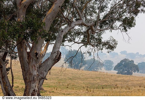 Sommer Landschaft Rauch Wald Feuer Australien New South Wales