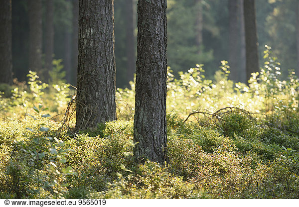 Sommer Landschaft Sonnenaufgang Wald früh Kiefer Pinus sylvestris Kiefern Föhren Pinie
