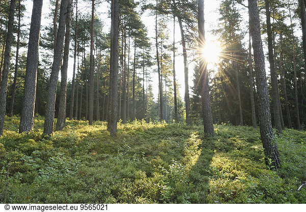 Sommer Landschaft Sonnenaufgang Wald früh Kiefer Pinus sylvestris Kiefern Föhren Pinie Bayern Deutschland