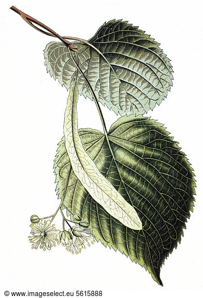 Sommerlinde (Tilia grandifolia)  Nutzpflanze  Heilpflanze  historische Chromolitographie  ca. 1870