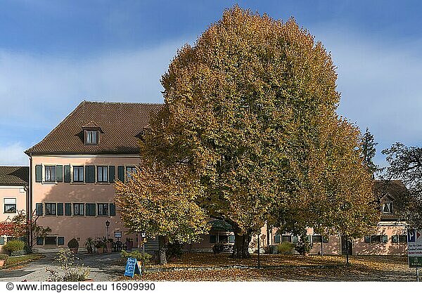 Sommerlinde (Tilia platyphyllos) in Herbstfärbung  Mittelfranken  Bayern  Deutschland  Europa