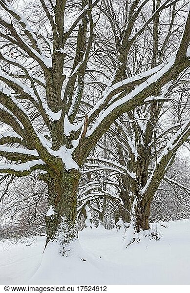 Sommerlinden (Tilia platyphyllos)  Allee im Winter  Baden-Württemberg  Deutschland  Europa