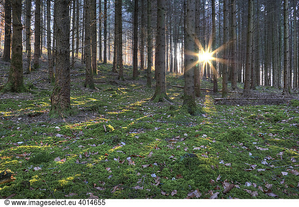 Sonne bricht am Abend durch Kiefernwald (Pinus)  Bodensee  Markelfingen  Radolfzell  Landkreis Konstanz  Baden-Württemberg  Deutschland  Europa