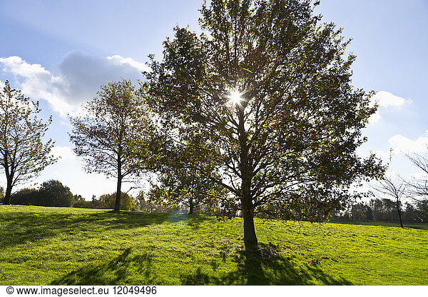 Sonne durch das Laub eines Baumes auf einem Golfplatz,  Hosel,  Nordrhein-Westfalen,  Deutschland