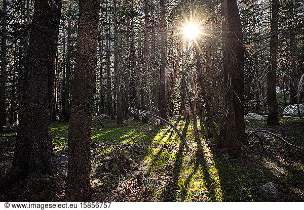 Sonne kommt durch Waldbäume in Kalifornien