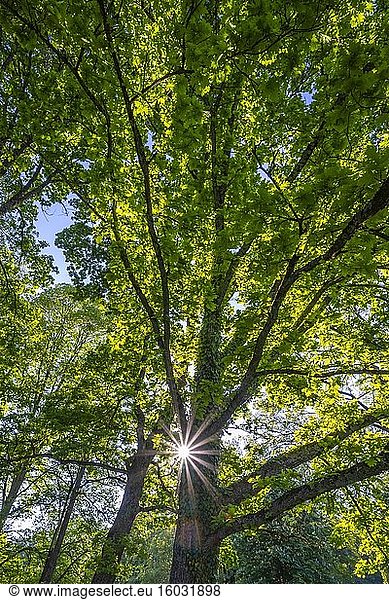 Sonne scheint durch Eiche (Quercus)  Eichenbaum  Baumkronen  Oberbayern  Bayern  Deutschland  Europa