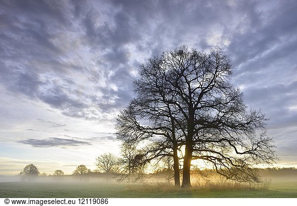 Sonnenaufgang Bäume Morgennebel im Biosphärenreservat Mittlere Elbe Sachsen-Anhalt Deutschland Europa