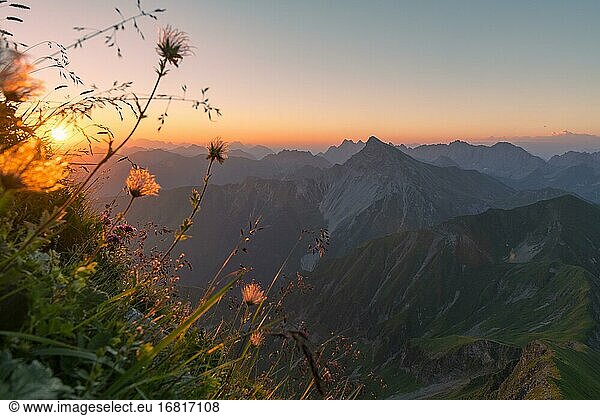 Sonnenaufgang über Lechtaler Alpen mit verblühter Alpenkuhschelle (Pulsatilla alpina) auf Bergwiese  Elmen  Lechtaler Alpen  Außerfern  Tirol  Österreich  Europa